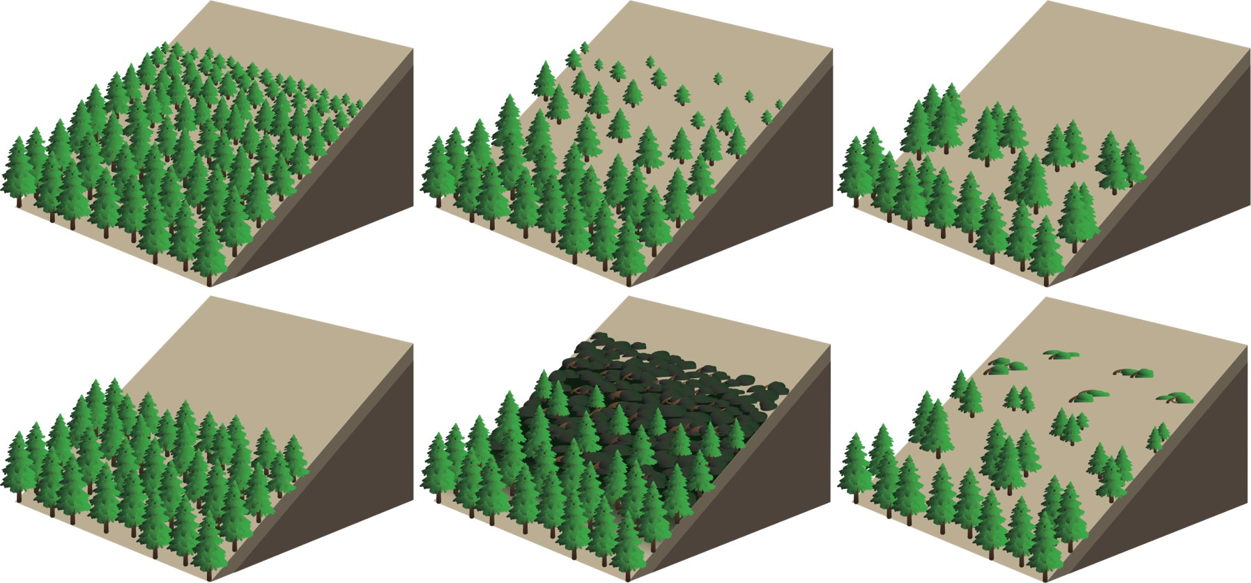 Six examples of distinct treeline forms